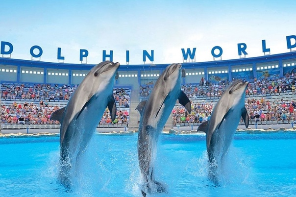 Hurghada Dolphin World Show with Walruses
